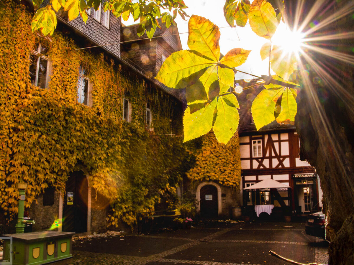 Blätter vor der hohen Schule Herborn