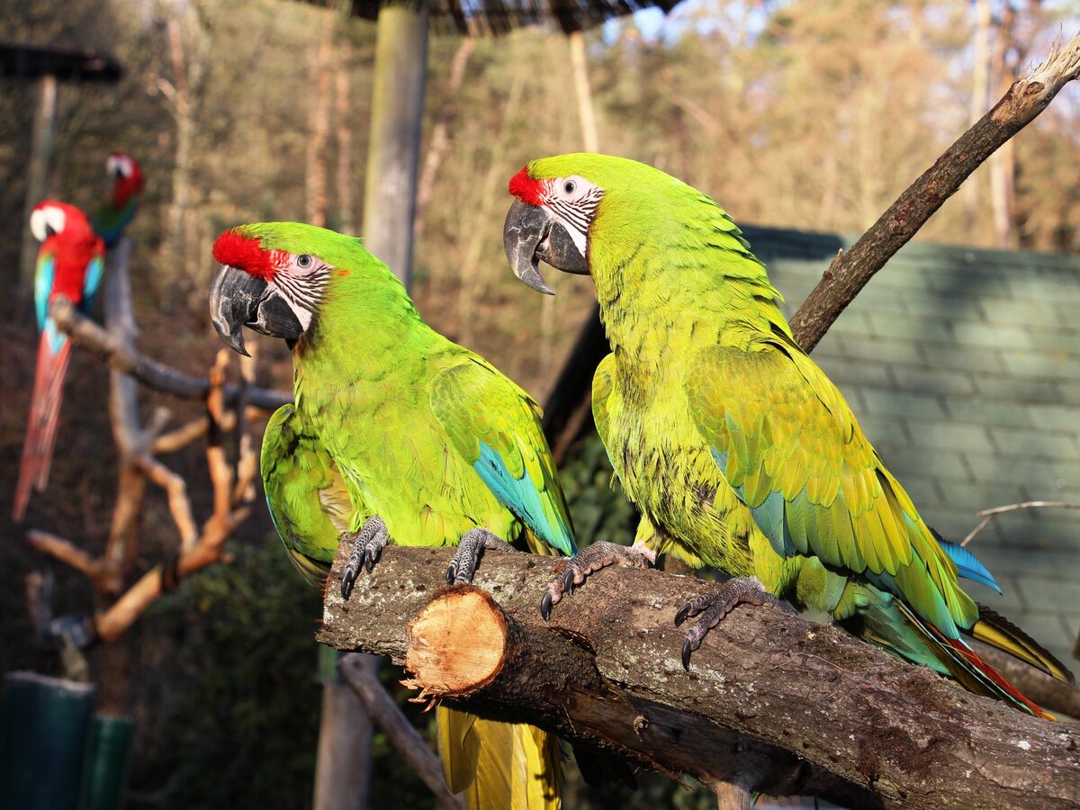[Translate to Englisch:] Zwei Papageien auf einem Ast im Tierpark Herborn
