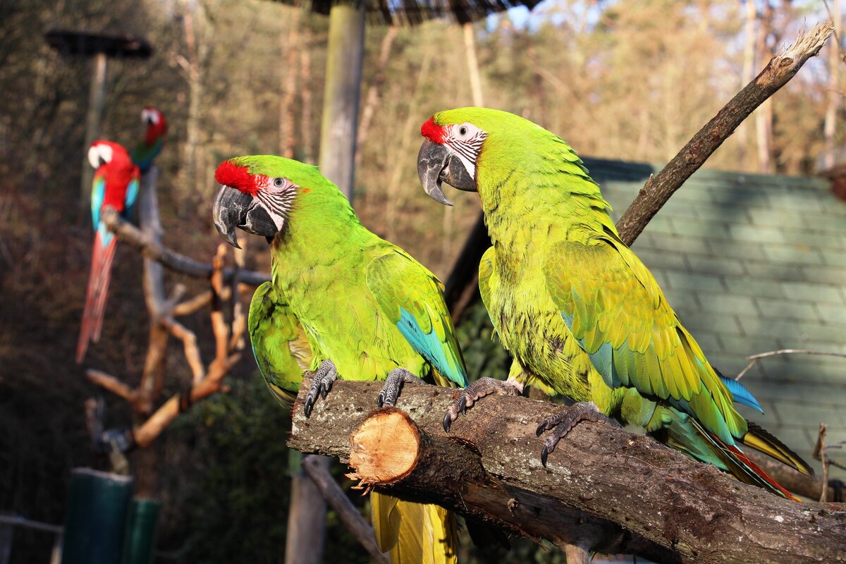 [Translate to Englisch:] Zwei Papageien auf einem Ast im Tierpark Herborn