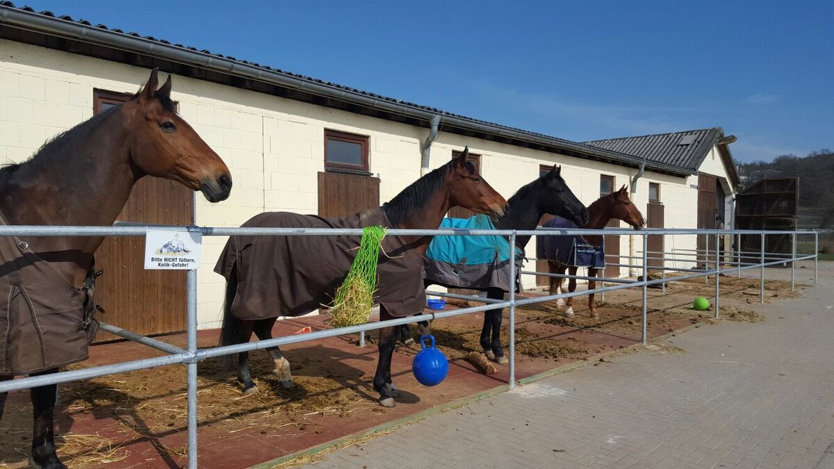 [Translate to Englisch:] Außenpaddocks vom Reitverein Herborn