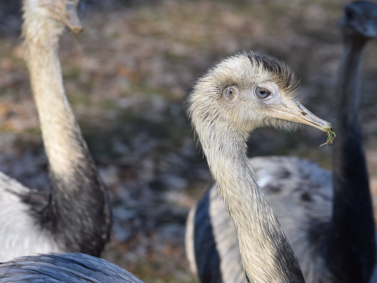 Strauß im Wildpark Dillenburg