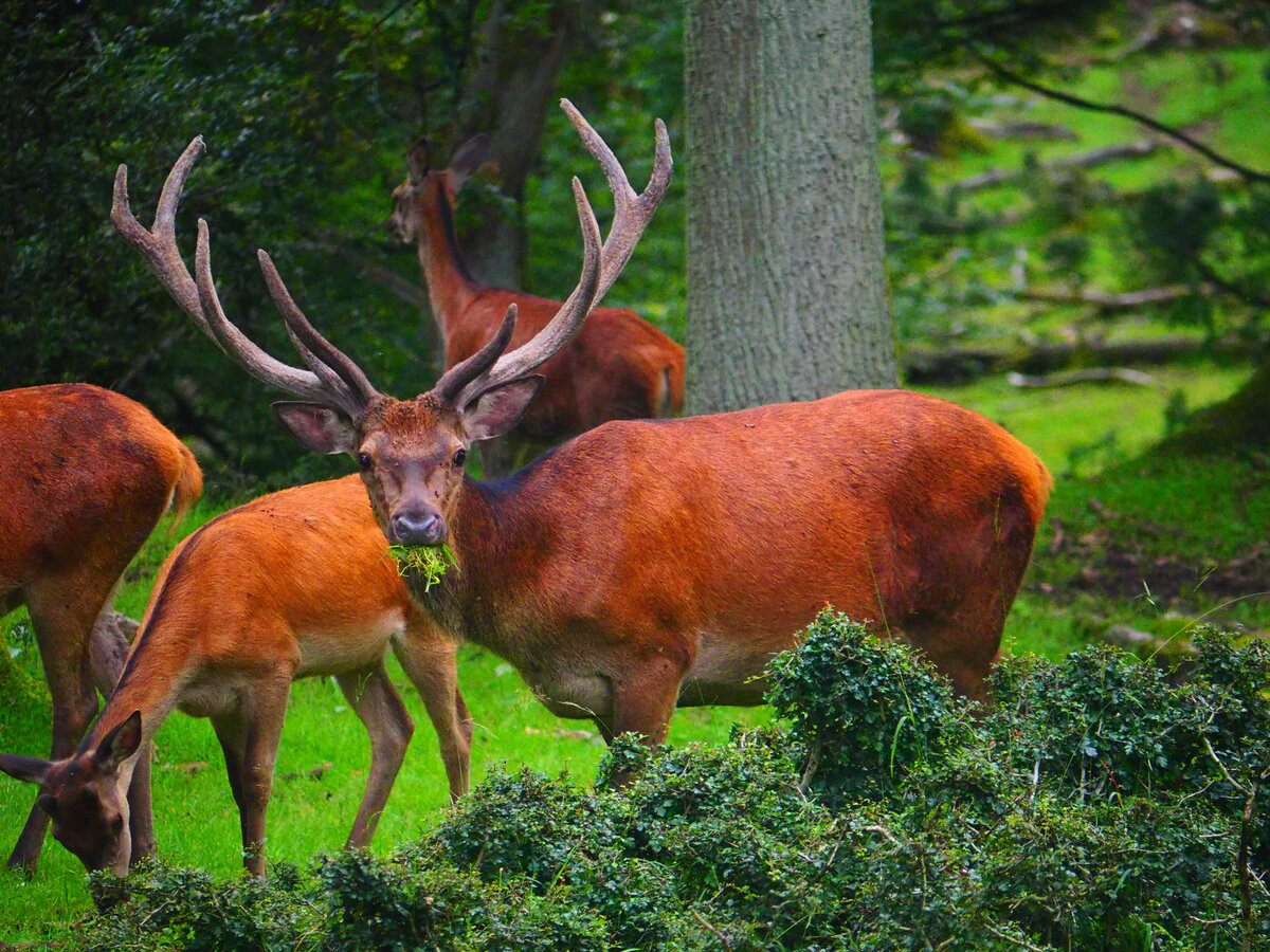 [Translate to Englisch:] Fressender Hirsch im Wildgehege Herborn