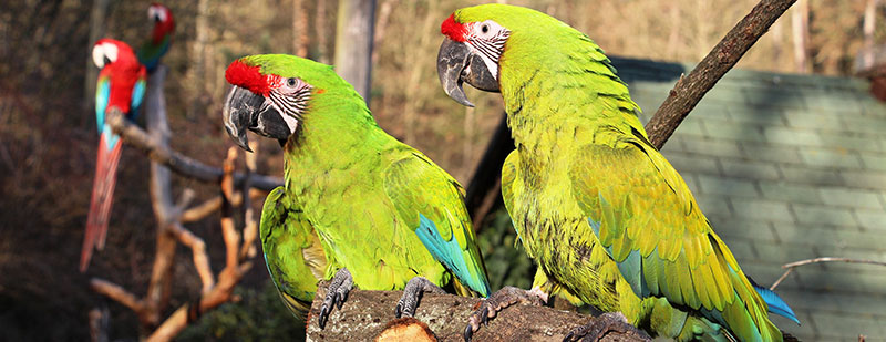 [Translate to Französisch:] Vier Papageien im Tierpark